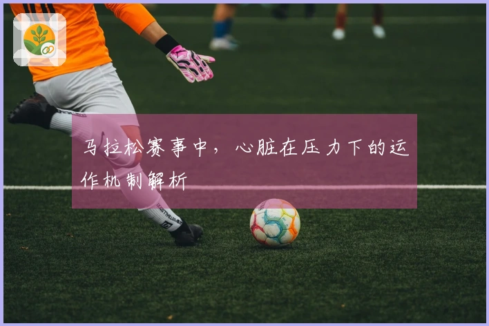 马拉松赛事中，心脏在压力下的运作机制解析