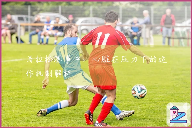 马拉松赛事中，心脏在压力下的运作机制解析